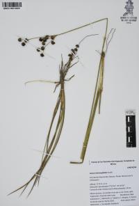 Juncus microcephalus image